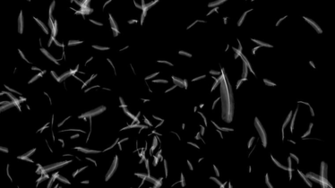 Feathers Falling Against Black Motion Background Storyblocks Video