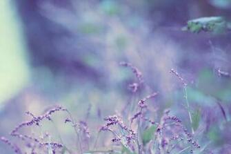 Lavender Color Wallpaper HD Background Desktop