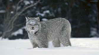 Snow Wallpaper Cat Original Saver Screen Widescreen Jpg