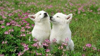 De Pantalla Perros Acariciandose En Jardin Fondo HD