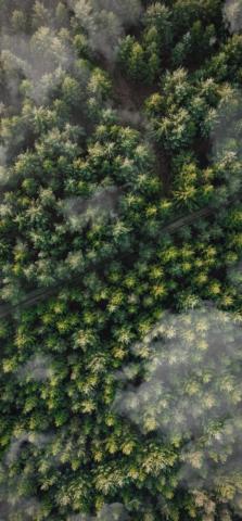 Forest Trees Aerial Wallpaper