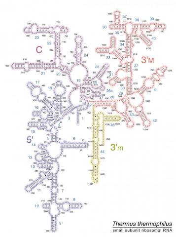 Ribosome Image