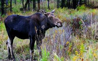 Moose Computer Wallpaper Desktop Background Id