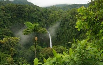 Forest HD