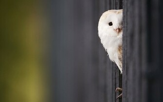 Wallpaper For Trendy Owl Desktop