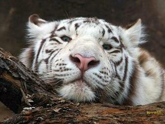 Tiger Wallpaper White Head