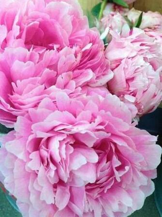 Pink Peony iPhone And Desktop Wallpaper