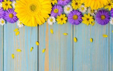 Wallpaper Flowers Background Blue Chamomile Yellow Gerbera