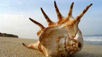 Sea Shell Desktop Wallpaper Mohawk Background