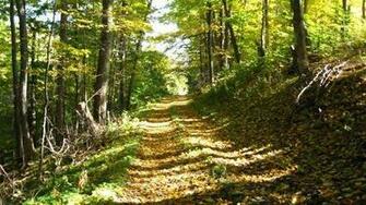 Yellow Brick Road Photo