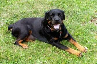 Rottweiler Puppies Wallpaper HD Hivewallpaper