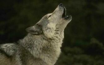 Howling Wolf Exclusive HD Wallpaper