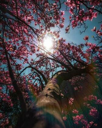Community Wallpaper Some Spring Love For Your Phone Uwo