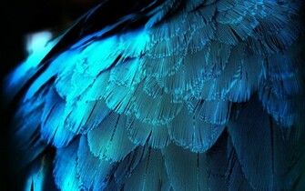 Electric Blue Feathers Wallpaper Stock