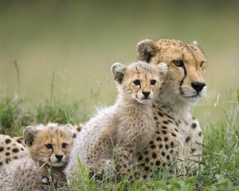 Image Online Wild Animal Wallpaper