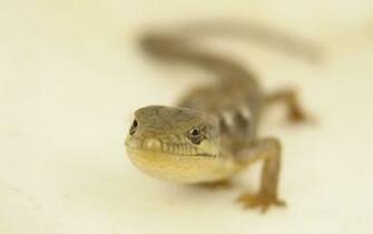 Alligator Lizard By Devoral