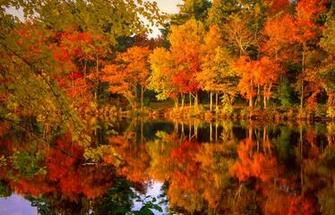 Fall Foliage High Quality And Resolution Wallpaper On