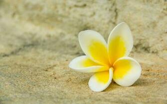 Plumeria Background