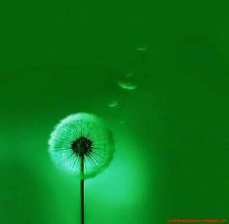 iPhone Background Of Galaxy S3 Green Wallpaper Cute Phone