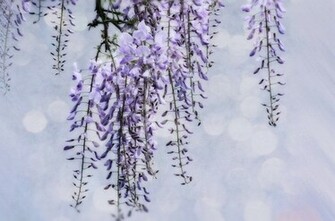 Wisteria Wallpaper
