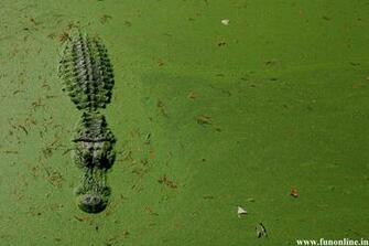 Alligator Wallpaper Underwater Killer Alligators
