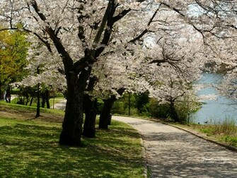 HD Desktop Wallpaper Mountain Spring Scenes