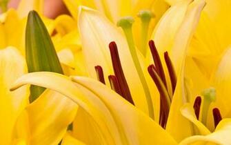 Bright Yellow Wallpaper World