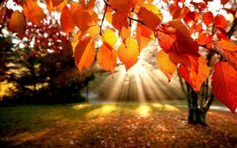 Fall Leaves Wallpaper For Desktop