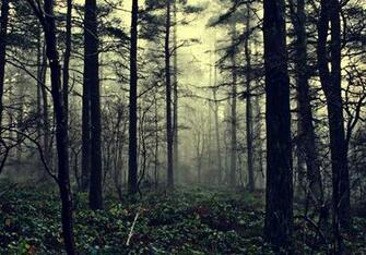 Forest Fog Wallpaper Background