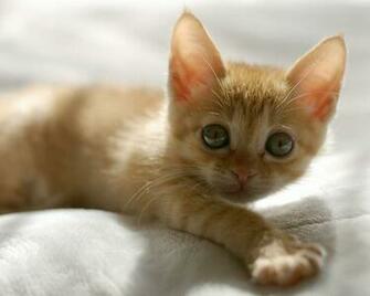 Baby Cats HD Walls Find Wallpaper