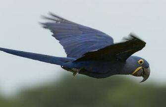 Pets Hyacinth Macaw Macaws Image