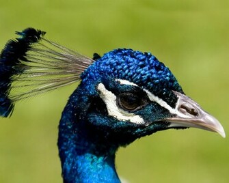 Peacock Wallpaper Bird Desktop