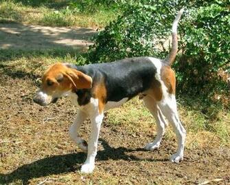 Treeing Walker Coonhound