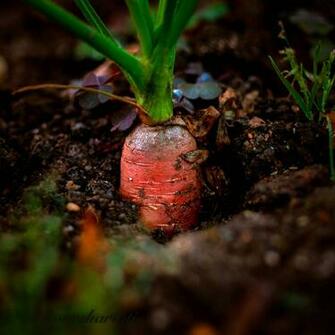 Dirty Carrot iPad Wallpaper