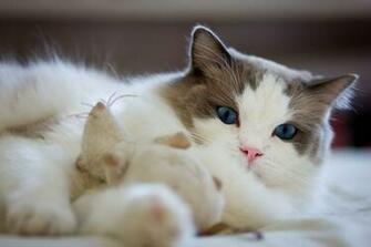 Cats HD Wallpaper Ragdoll Desktop Image Cool