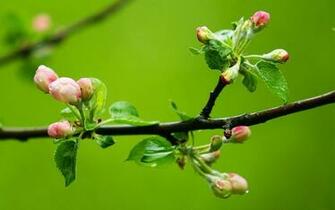 Spring Branches Bud HD Wallpaper