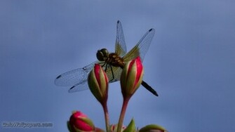 Dragonfly Wallpaper