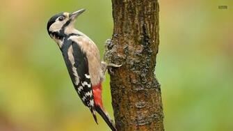 Animals Image Woodpecker HD Wallpaper And Background Photos