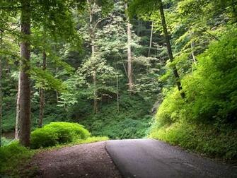 Summer Mountain Road Nature