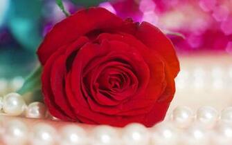 Red Rose Wallpaper HD