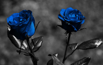 Dark Blue Rose Abstract Wallpaper