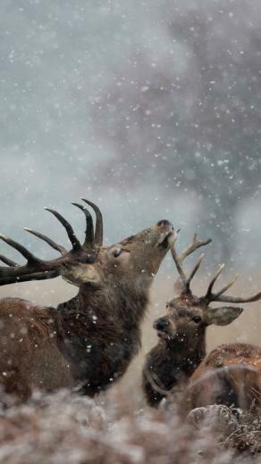 Lg G4 HD Deer Couple Grass Wallpaper