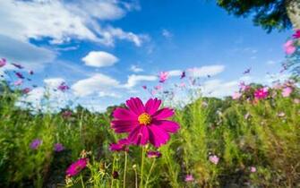 Pink Cosmos Wallpaper