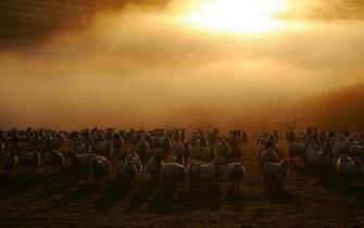 Sheep Flock Wallpaper Animal