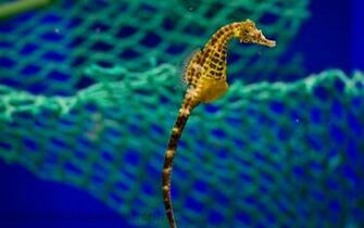 Hippocampus Abdominalis En Big Bellied Seahorse De Dickb Uchige