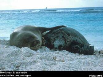 National Marine Sanctuaries Photo Gallery Desktop Wallpaper