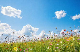 Our Beloved Summer Wallpaper
