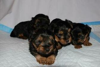 Yorkie Puppies Wallpaper Teacup