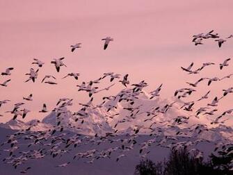 Migrating Snow Geese Wallpaper HD S