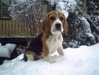 Beagle Wallpaper